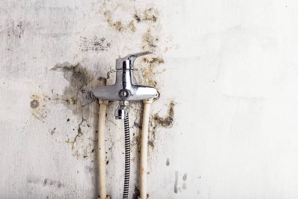 Trusted Union Hall, VA Mold Removal Experts