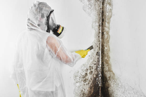 Best Mold Removal Near Me  in Union Hall, VA