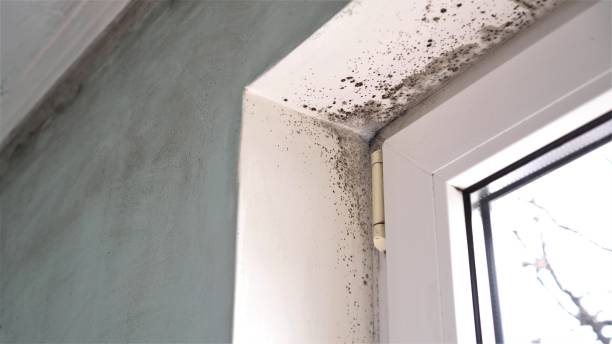Best Attic Mold Removal  in Union Hall, VA