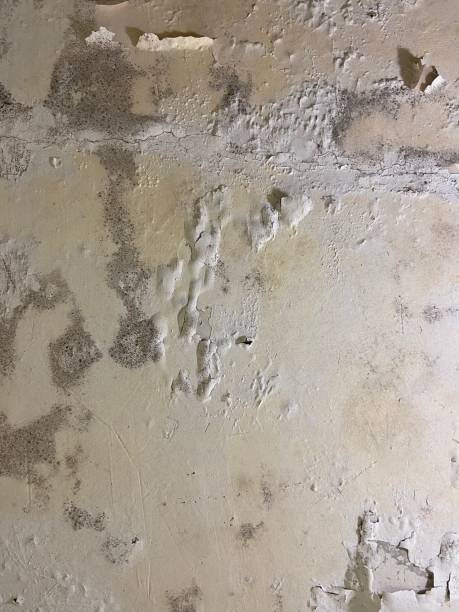 Mold Testing and Removal in Union Hall, VA