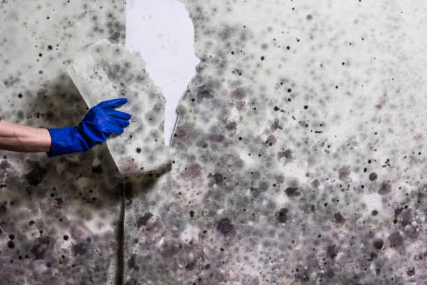 Best Best Mold Removal Companies  in Union Hall, VA